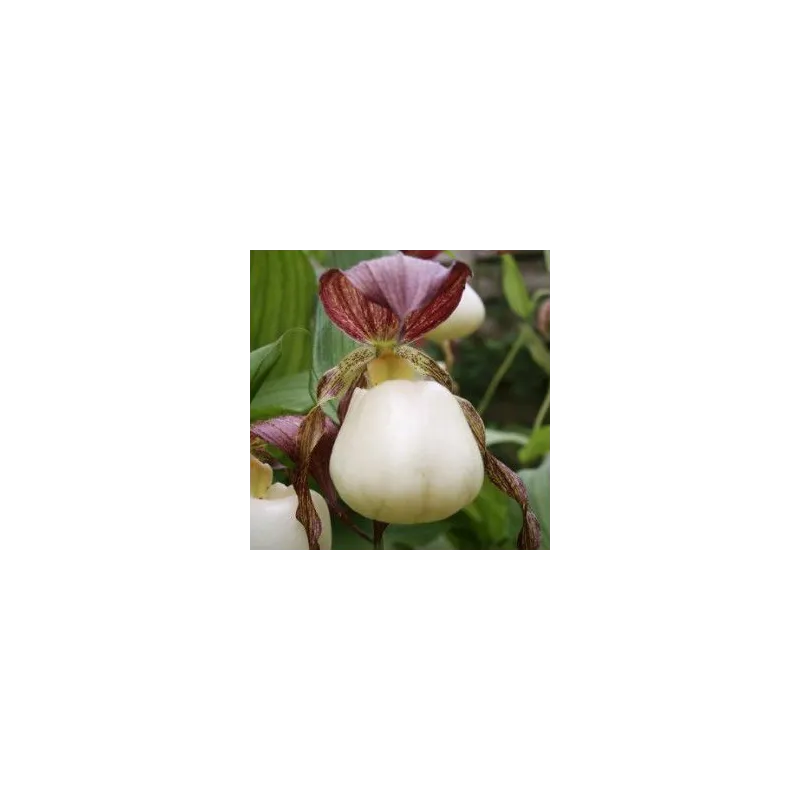 Cypripedium kentuckiense, Tropicaflore : vente Cypripedium kentuckiense