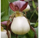 Cypripedium kentuckiense, Tropicaflore : vente Cypripedium kentuckiense