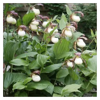 Cypripedium kentuckiense, Tropicaflore : vente Cypripedium kentuckiense