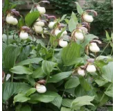 Cypripedium kentuckiense, Tropicaflore : vente Cypripedium kentuckiense