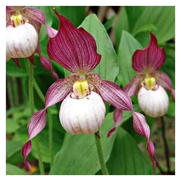 Cypripedium "Gisella", Tropicaflore : vente Cypripedium "Gisella"