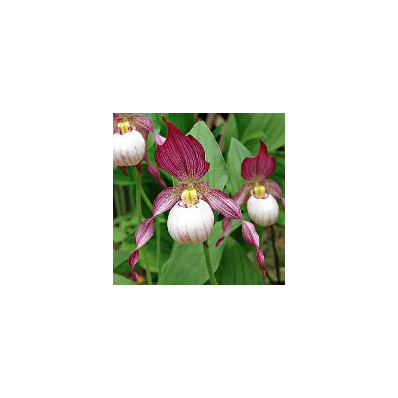 Cypripedium "Gisella", Tropicaflore : vente Cypripedium "Gisella"