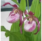 Cypripedium "Gisella", Tropicaflore : vente Cypripedium "Gisella"