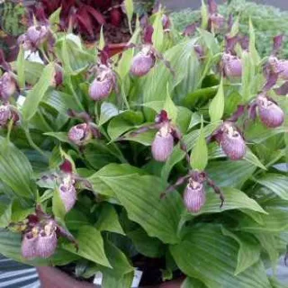 Cypripedium "Gisella", Tropicaflore : vente Cypripedium "Gisella"