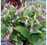 Cypripedium "Gisella", Tropicaflore : vente Cypripedium "Gisella"