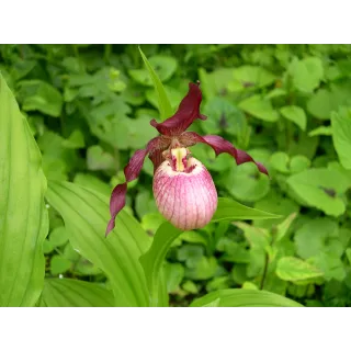 Cypripedium "Gisella", Tropicaflore : vente Cypripedium "Gisella"