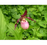 Cypripedium "Gisella", Tropicaflore : vente Cypripedium "Gisella"