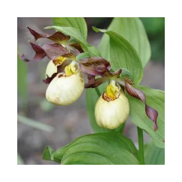 Cypripedium "Inge", Tropicaflore : vente Cypripedium "Inge"