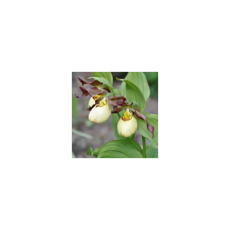 Cypripedium "Inge", Tropicaflore : vente Cypripedium "Inge"