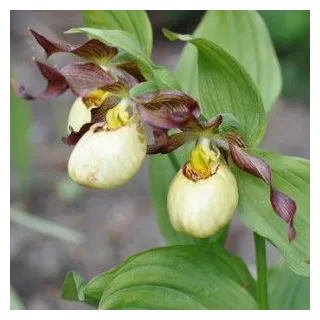 Cypripedium "Inge", Tropicaflore : vente Cypripedium "Inge"