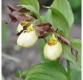 Cypripedium "Inge", Tropicaflore : vente Cypripedium "Inge"