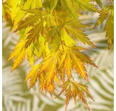 Acer palmatum Orange Lace - 3 ltr