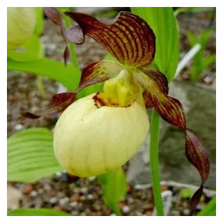 Cypripedium "Inge", Tropicaflore : vente Cypripedium "Inge"