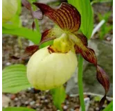 Cypripedium "Inge", Tropicaflore : vente Cypripedium "Inge"