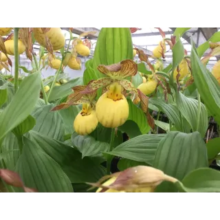 Cypripedium "Inge", Tropicaflore : vente Cypripedium "Inge"