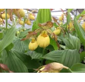 Cypripedium "Inge", Tropicaflore : vente Cypripedium "Inge"