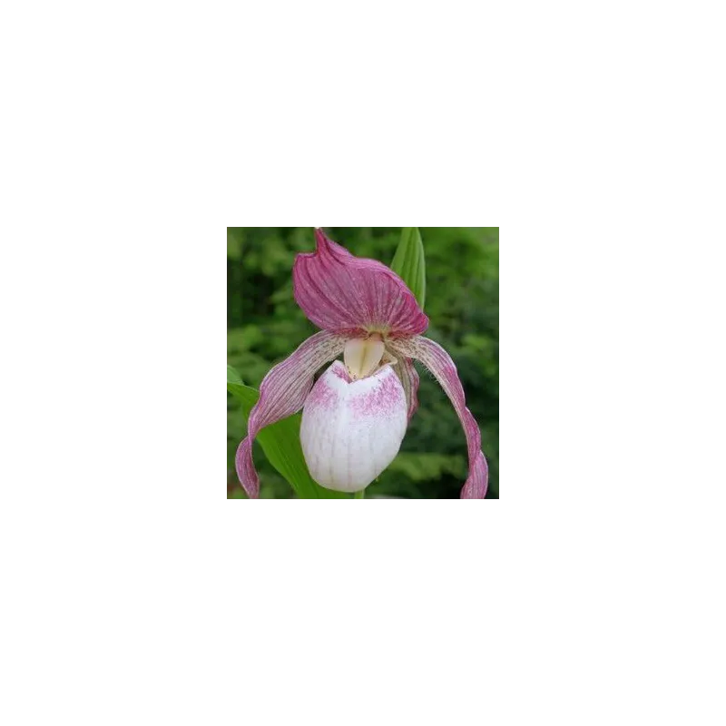 Cypripedium "Philipp", Tropicaflore : vente Cypripedium "Philipp"