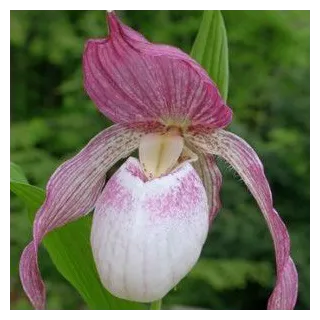 Cypripedium "Philipp", Tropicaflore : vente Cypripedium "Philipp"