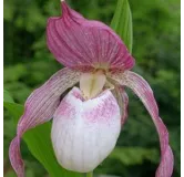 Cypripedium "Philipp", Tropicaflore : vente Cypripedium "Philipp"