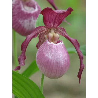 Cypripedium "Philipp", Tropicaflore : vente Cypripedium "Philipp"