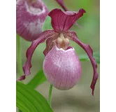 Cypripedium "Philipp", Tropicaflore : vente Cypripedium "Philipp"