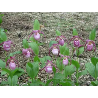 Cypripedium "Philipp", Tropicaflore : vente Cypripedium "Philipp"