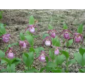 Cypripedium "Philipp", Tropicaflore : vente Cypripedium "Philipp"