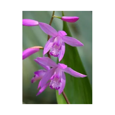 Bletilla striata purple, Tropicaflore : vente Bletilla striata purple