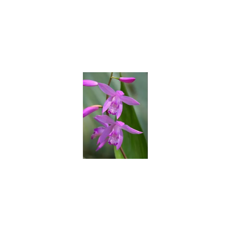 Bletilla striata purple, Tropicaflore : vente Bletilla striata purple