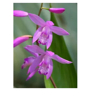 Bletilla striata purple, Tropicaflore : vente Bletilla striata purple