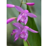 Bletilla striata purple, Tropicaflore : vente Bletilla striata purple