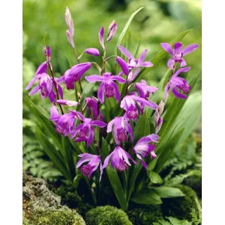 Bletilla striata purple, Tropicaflore : vente Bletilla striata purple