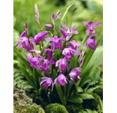 Bletilla striata purple, Tropicaflore : vente Bletilla striata purple