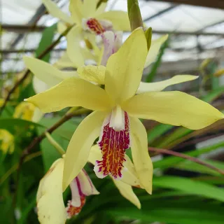 Bletilla striata Yellow, Tropicaflore : vente Bletilla striata Yellow