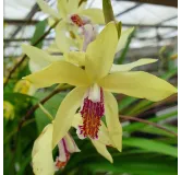 Bletilla striata Yellow, Tropicaflore : vente Bletilla striata Yellow