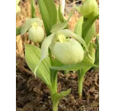 Cypripedium Bernd Pastel, Tropicaflore : vente Cypripedium Bernd Pastel