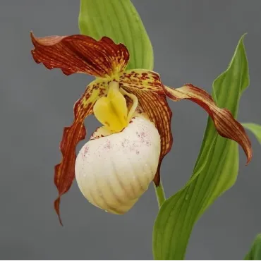 Cypripedium Gabriela, Tropicaflore : vente Cypripedium Gabriela