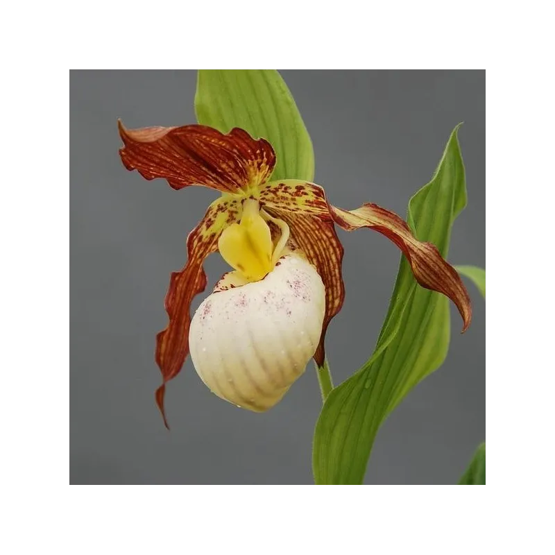 Cypripedium Gabriela, Tropicaflore : vente Cypripedium Gabriela