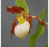 Cypripedium Gabriela, Tropicaflore : vente Cypripedium Gabriela