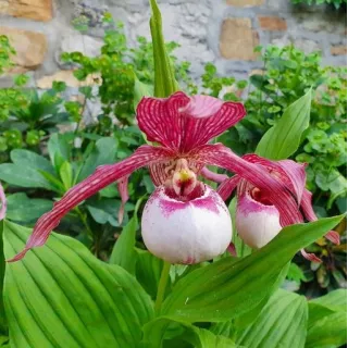 Cypripedium Lucy Pinkepank, Tropicaflore : vente Cypripedium Lucy Pinkepank