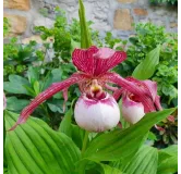 Cypripedium Lucy Pinkepank, Tropicaflore : vente Cypripedium Lucy Pinkepank