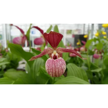 Cypripedium ventricosum red, Tropicaflore : vente Cypripedium ventricosum red