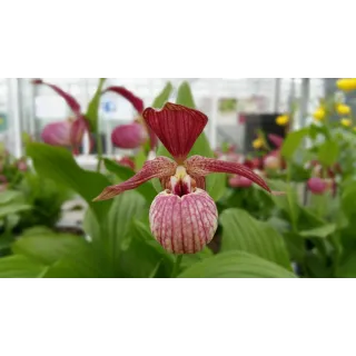 Cypripedium ventricosum red, Tropicaflore : vente Cypripedium ventricosum red