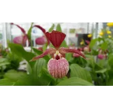 Cypripedium ventricosum red, Tropicaflore : vente Cypripedium ventricosum red