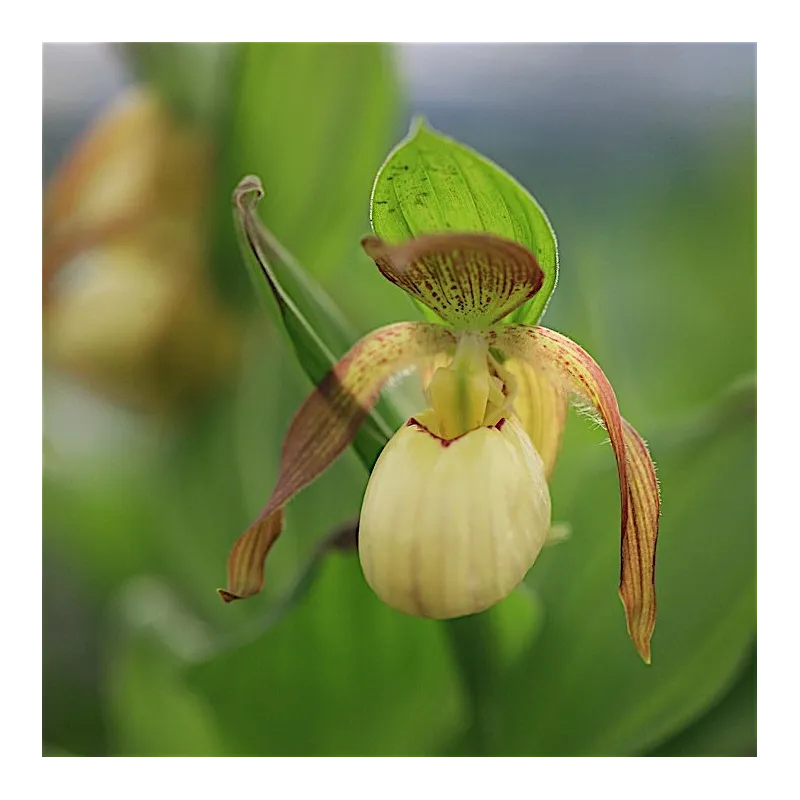 Cypripedium Victoria, Tropicaflore : vente Cypripedium Victoria