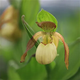 Cypripedium Victoria, Tropicaflore : vente Cypripedium Victoria