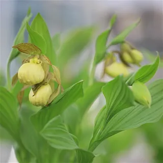 Cypripedium Victoria, Tropicaflore : vente Cypripedium Victoria