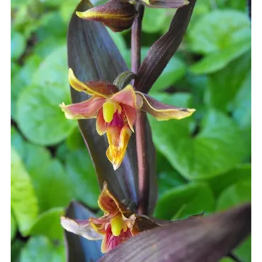 Epipactis Night Serpentine, Tropicaflore : vente Epipactis Night Serpentine