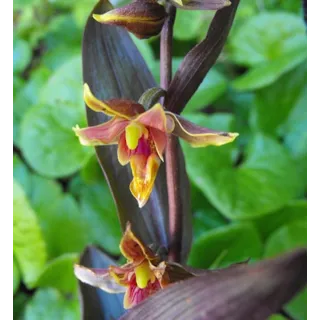 Epipactis Night Serpentine, Tropicaflore : vente Epipactis Night Serpentine