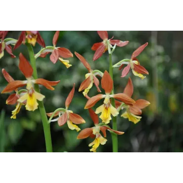 Calanthe Takane, Tropicaflore : vente Calanthe Takane